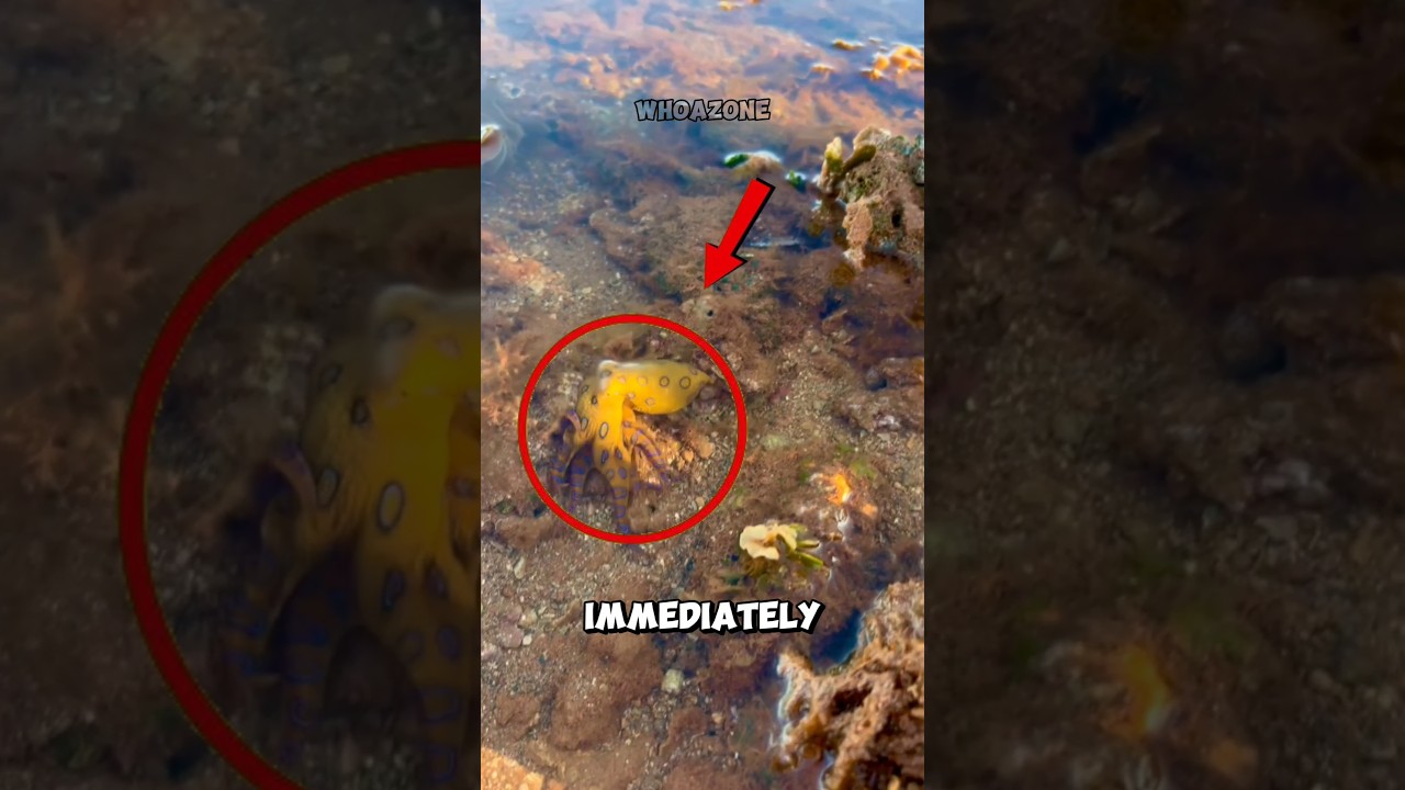 BLUE RINGED OCTOPUS? 🤯 