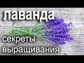 Восхитительное растение Лаванда.Как посадить,ухаживать ,размножать