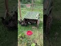 When the chickens take over the duck’s house #chickens #muscovyducks