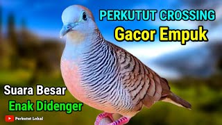 Perkutut Crossing Gacor Suara Besar Masteran Agar Cepat Manggung Gacor #perkutut