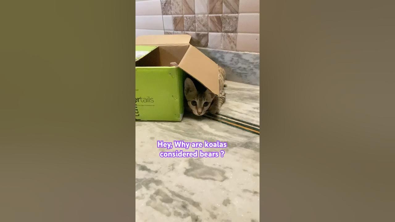 Why aren’t koalas considered bear… kandithefunnykitten funnykittens 