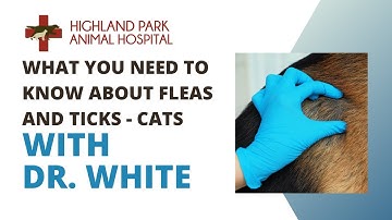 What You Need To Know About Fleas And Ticks On Your Cat