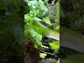 Yellow Spotted Salamander Drags It’s Prey Below #shorts #reptiles #lizard #salamander #amphibian