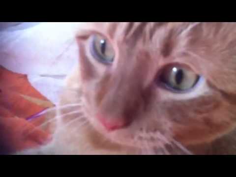 Video: I Più Famosi Fantasmi Di Gatti - Visualizzazione Alternativa