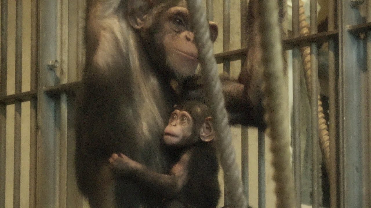 THE LAST DAY OF THE BABY I MET 奇跡のあかちゃん Chimpanzee Asahiyama Zoo