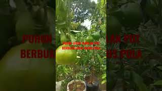 Download Lagu Pohon jeruk tabulan pot berbuah lebat manis #shorts #pohonbuah #tanamanhias #taman #tamanminimalis MP3