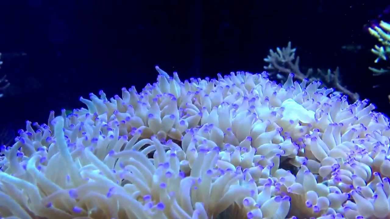 Bluetipped giant sea anemone YouTube