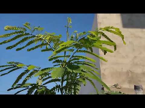 شجرة البيزيا اللبخ فضل من شجرة سبحبح سوري