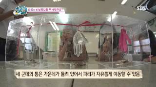 [SBS] 꾸러기 탐구생활 342회 #9(1)