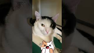 It Wouldnt Be Meow Monday Without A Few Cat-Themed Dad Jokes