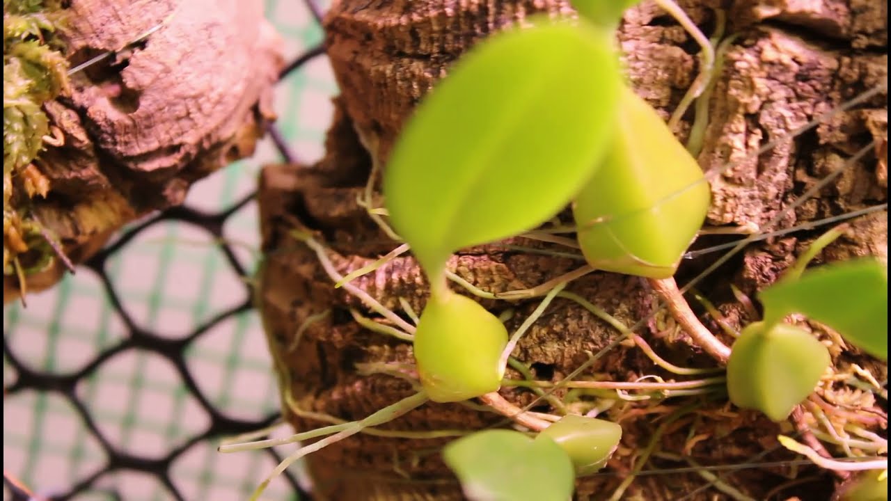 A Bulbophyllum Orchid Update and a Look at Some Blooms