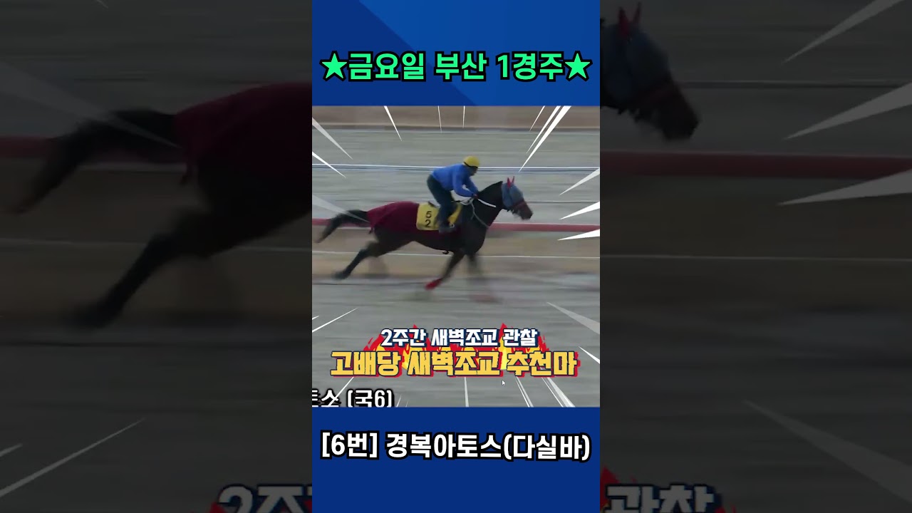 1월16일 금요일 부산 1경주!! 김혜선 조교사 드디어 첫 승 가나요? 2주간 훈련변화 보인 강백호의 새벽조교 쏘스마!!#강백호경마 #shorts