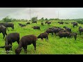 Aai krupa dairy farm banni buffalo grass fiding buffalo bull breeding breeder