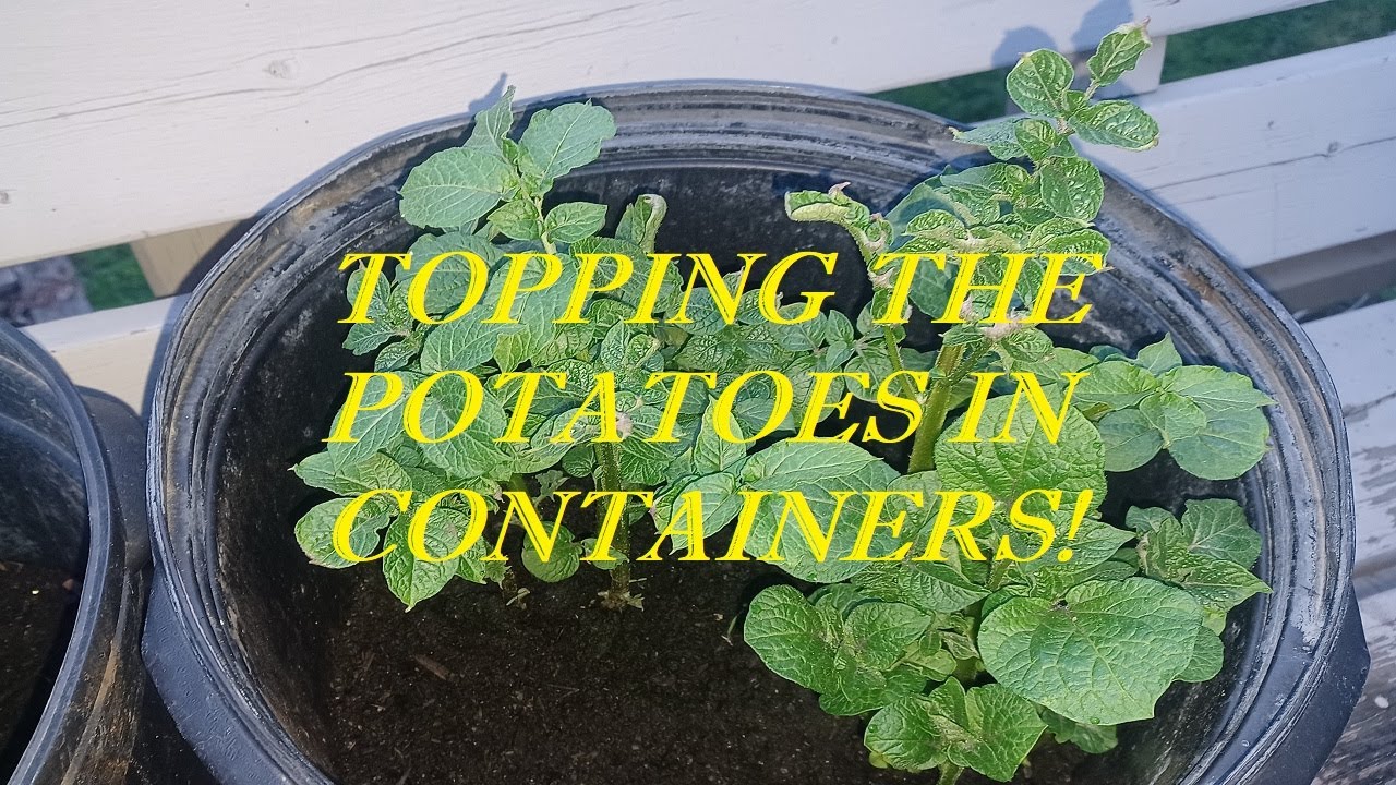Adding Compost to the Store Bought Potato Chitted Seeds Just 3 Weeks