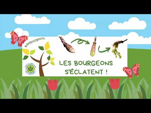 Vidéo: Pourquoi Le Decembrist Laisse-t-il Tomber Des Bourgeons