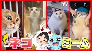 今流行りの猫ミームの元動画を見てみたらおもしろすぎたw❗【 猫ミーム  】【 Cat meme 】