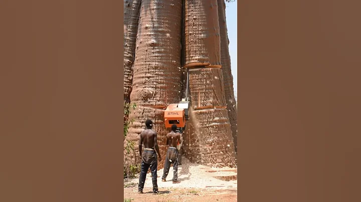 This monster chainsaw has been modified to cut down giant trees #chainsaw #stihl #treecutting