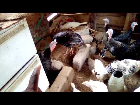 Fanya Hivi Ukileta Bata Mzinga Mgeni Sehemu A 