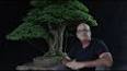 The Fascinating World of Bonsai ile ilgili video