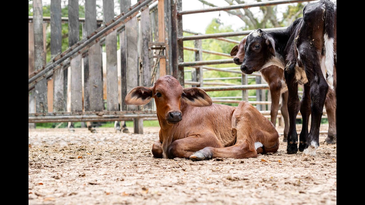 Foot and Mouth: Younger animals are more at risk.