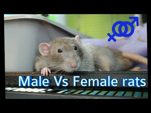 Wideo: Szczury domowe: męskie czy żeńskie?