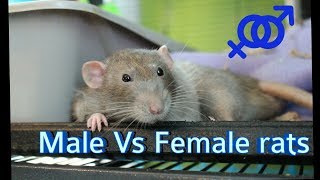 Male VS Female Rats. What is the difference?