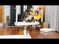 当たり前のように箱を被るねこ。-Maru puts on the box as a matter of course.-