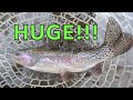 EPIC FLY FISHING a SECRET river for HUGE FISH!!!