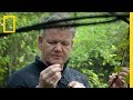 Gordon Ramsay Hunts for Native Foods of New Zealand | Gordon Ramsay: Uncharted