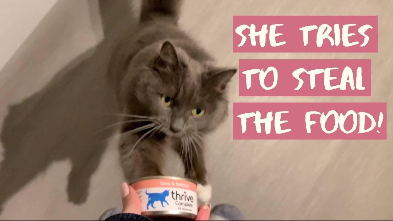 Cat Tries To Steal Food From My Hand! Mail Time YouTube