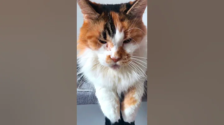 Watch the video about Lazy days #cat #cute #shorts