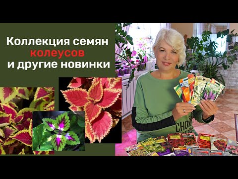 🔴Где купить недорогие семена🔴Коллекция семян колеусов🔴Новинки@SubTatiana
