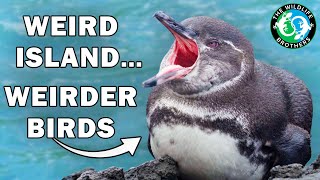 The World&#39;s MOST UNIQUE Birds Live On This One Island