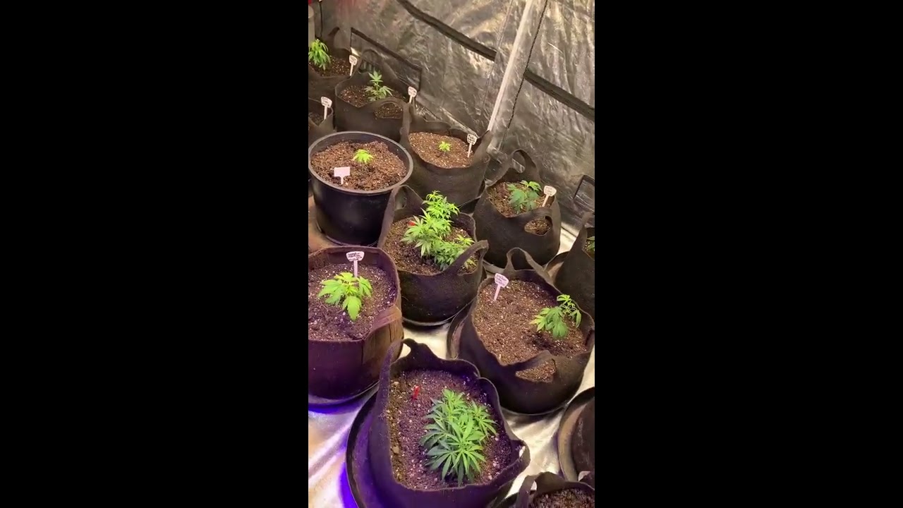 Round 4 officially kicked off. More cobs and Quantum Boards.