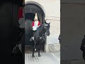 Elegance on Duty — King’s Guard Horse and Sharp Uniform 🐎✨💂‍♂️