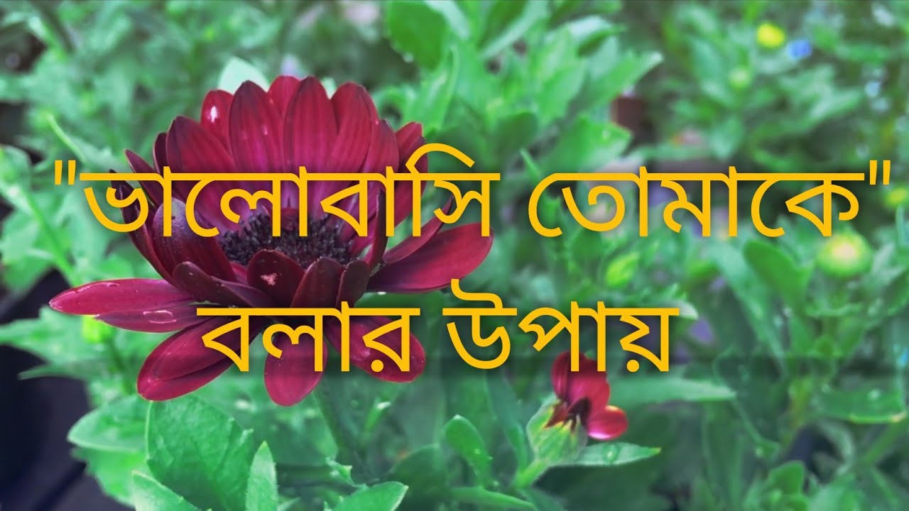 Romantic Bengali Quotes YouTube Romantic Bengali Quotes YouTube
