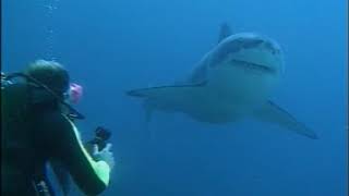 Great White Shark Testing - Shark Shield Technology