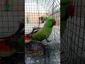 My green parrot #follow #talkingparot#cutebird #birds #cuteparrot#parrotlover #mithukibatain #parrot