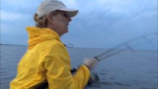 Barnegat Bay Bluefish 5-5-15
