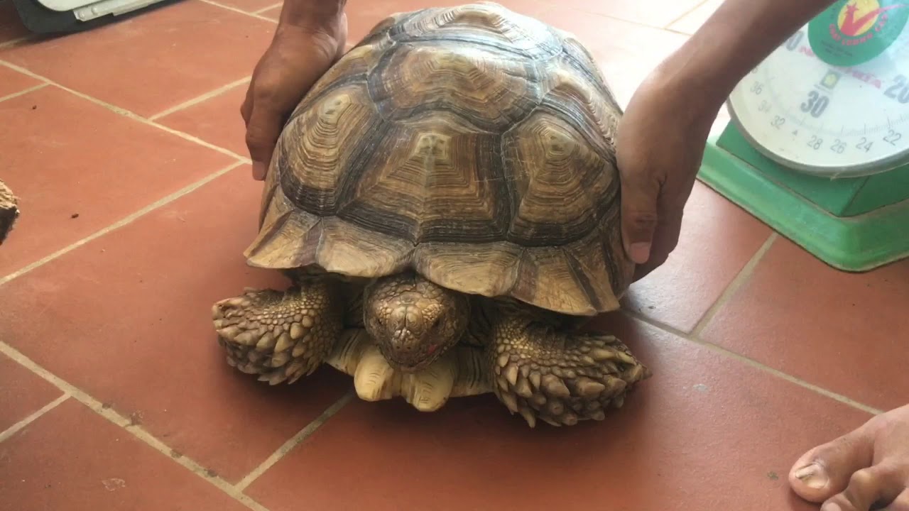 Rùa Sulcata Châu Phi - YouTube