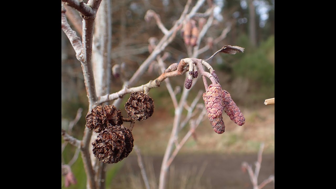 Alder (Alnus glutinosa)