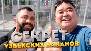 Секрет! Единственная страна в Центральной Азии, где растут бананы | Узбекские теплицы | Бухара