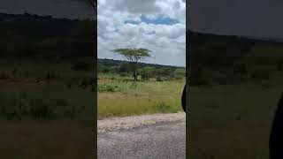 Ranch Farm For Sale at Kajiado|More than 500 Acres available #shorts #ranch #ranchlife #kajiado