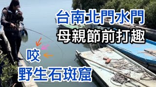 母親節前打趣，台南北門釣魚，探釣野生石斑窟水門