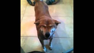 Our Smiling Shiba Inu Mocca
