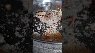 feeding time for my birdie 😍😘🥰 #adorable #birds #viral #pet #cute #ytshorts