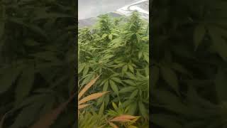 Grow #1 outdoor, ,blueberry