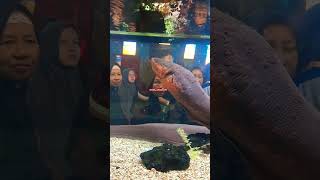 Belut Listrik zoo belutlistrik