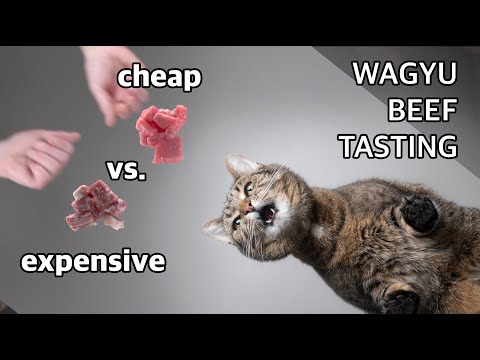 Cat eating expensive Wagyu Beef ASMR