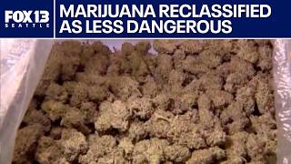 US reclassifies marijuana as less dangerous drug | FOX 13 Seattle